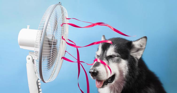 Cheap ways to keep cool in the heat - Save the Student